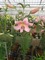 [4561 VH37 No01.JPG]